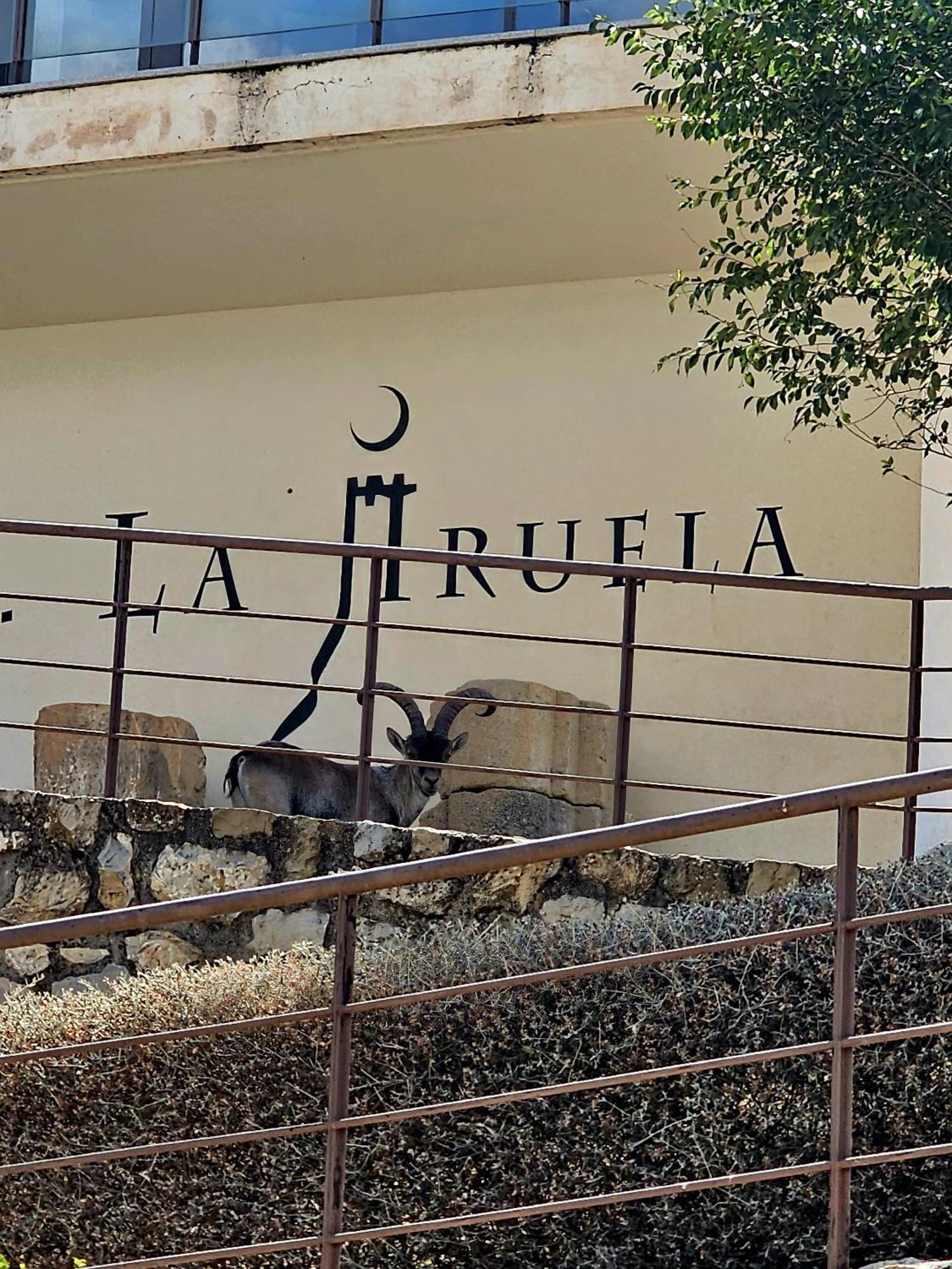 La Mocha Casa Rural La Casa De Ani La Iruela Exterior foto